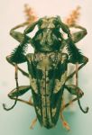  Discopus comes