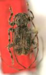  Dufauxia simplex