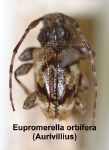  Eupromerella orbifera