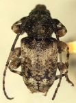  Eupromerella versicolor