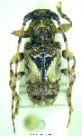  Formozotroctes toulgoeti