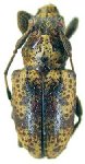  Irundisaua punctata