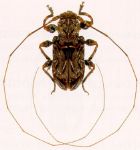  Macronemus antennator