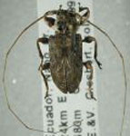  Macronemus filicornis  