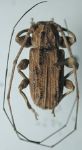  Macronemus verrucosus