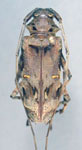  Macropophora lacordairei