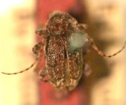  Melzerus difficilis
