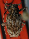  Miriochrus minimus