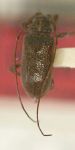  Nesozineus apharus