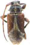 Nesozineus osorioensis