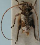  Nesozineus propinquus
