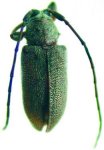  Nesozineus unicolor