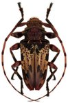  Oreodera aestiva
