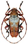 Oreodera basicretata