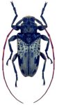  Oreodera beneluzi
