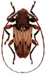  Oreodera boucheri