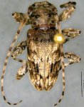  Oreodera brailovskyi