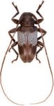  Oreodera dalensi