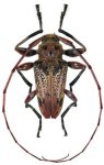  Oreodera durantoni