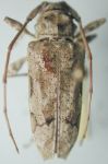  Oreodera glauca pacifica