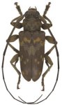  Oreodera hovorei