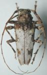  Oreodera jacquieri
