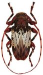  Oreodera kawensis