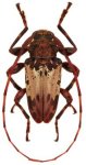  Oreodera larrei