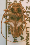  Oreodera lezamai
