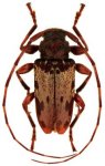  Oreodera luteogrisea