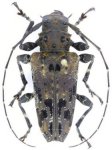  Oreodera mageia
