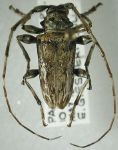  Oreodera mimetica