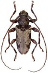  Oreodera morvanae