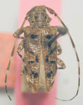  Oreodera noguerai