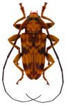  Oreodera olivosimplex