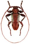  Oreodera podagrica