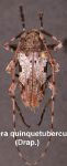  Oreodera quinquetuberculata