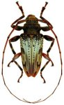  Oreodera seraisorum