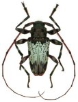  Oreodera trinitensis