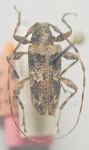  Oreodera turnbowi