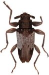  Oreodera veronicae