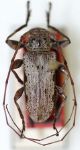  Oreodera vulgata