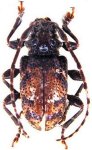  Ozotroctes vassali
