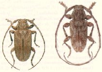  Penaherreraus bilineatus