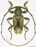  Penaherreraus guyanensis