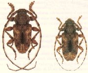  Penaherreraus pradosiae