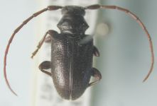  Peritapnia minima