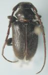  Peritapnia nudicornis