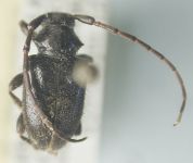  Peritapnia pilosa