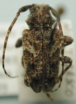  Psapharochrus borrei
